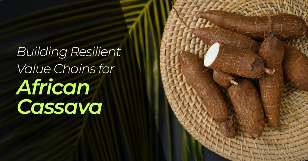 African Cassava Value chain, depicted with a haystack of Cassava and a text in white and Matta green that spells out the title of the article