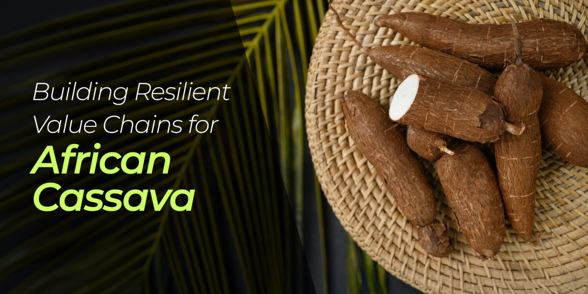 African Cassava Value chain, depicted with a haystack of Cassava and a text in white and Matta green that spells out the title of the article