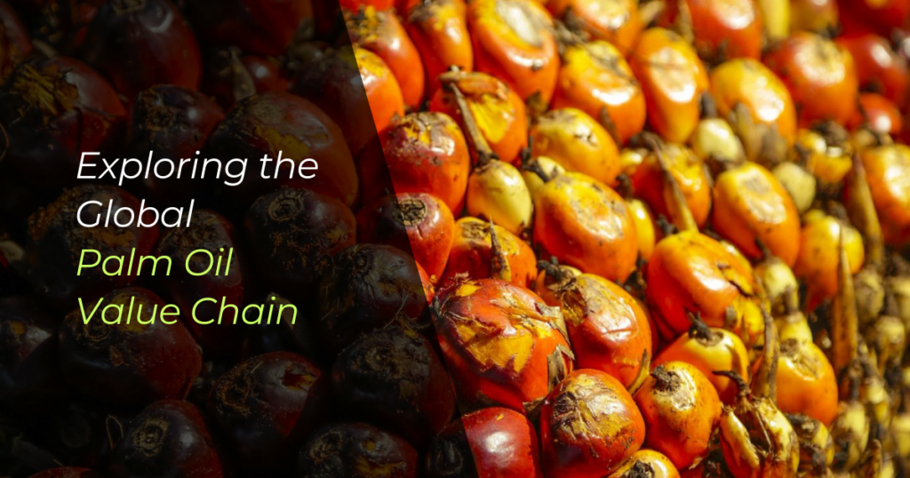 An image of palm kernel fruits to showcase the header, "Exploring the global palm oil value chain"