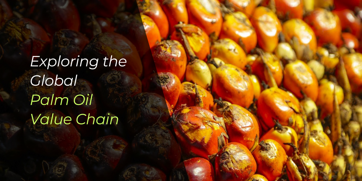 An image of palm kernel fruits to showcase the header, "Exploring the global palm oil value chain"