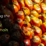 An image of palm kernel fruits to showcase the header, "Exploring the global palm oil value chain"