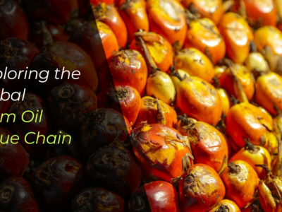 An image of palm kernel fruits to showcase the header, "Exploring the global palm oil value chain"